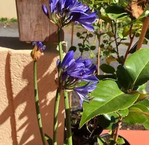 La Boetienne Appartement Jardin A Sarlat